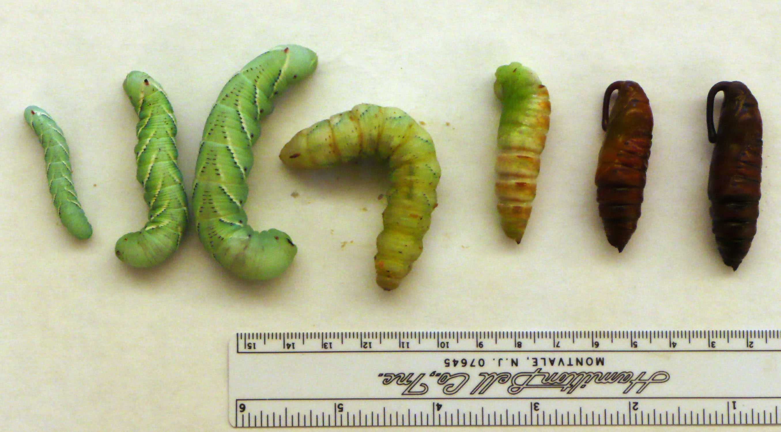 pictures of caterpillars at different developmental stages
